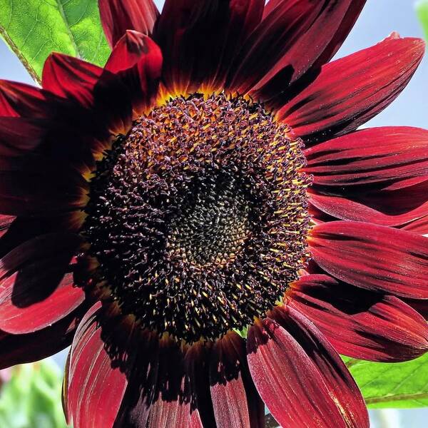 Burgundy Sunflower Poster featuring the photograph Burgundy Sunflower by Janice Drew