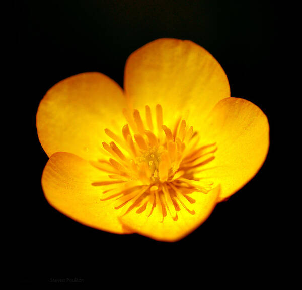Buttercup Poster featuring the photograph Buttercup by Steven Poulton