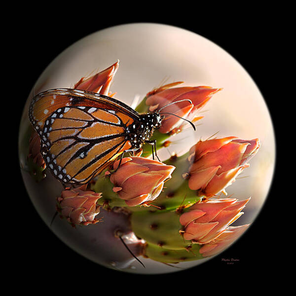 Butterfly Poster featuring the photograph Butterfly In A Globe by Phyllis Denton