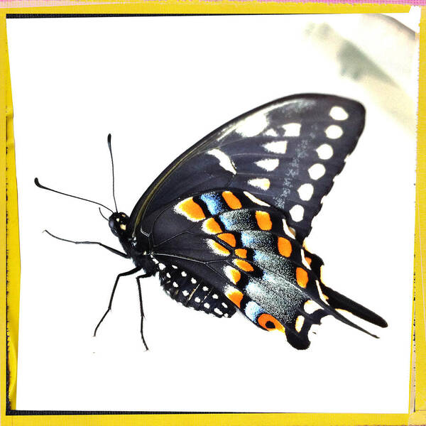 Butterfly Poster featuring the photograph Butterfly Mellow Yellow by Dorian Hill