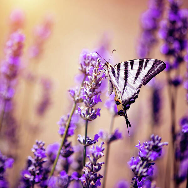 Working Poster featuring the photograph Butterfly On Lavender by Artmarie