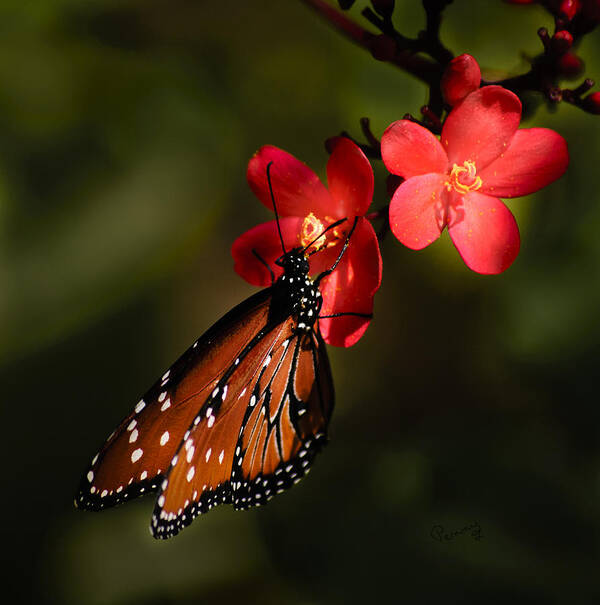 Butterfly Poster featuring the photograph Butterfly on Red Blossom by Penny Lisowski
