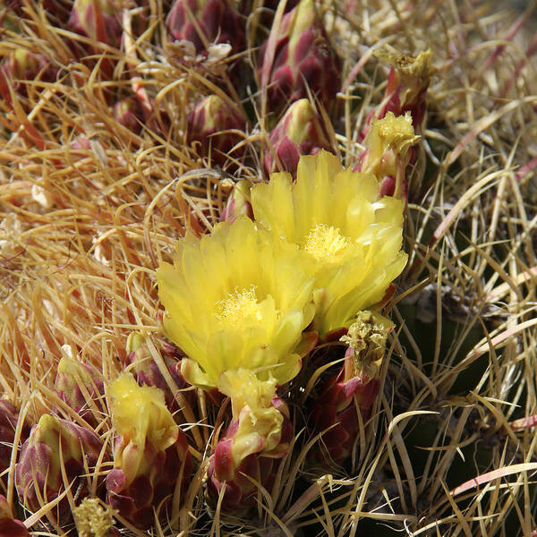 Cactus Poster featuring the photograph Cactus Flower in Bloom by Mike McGlothlen