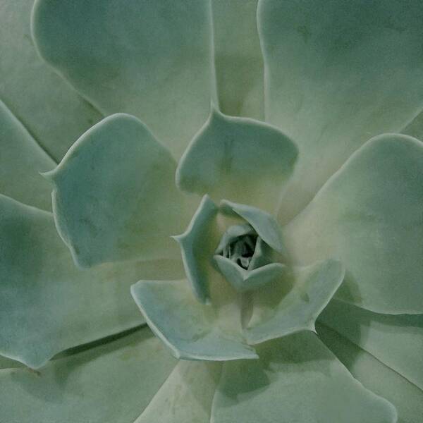 Cactus Poster featuring the photograph Cactus Heart by Carolyn Jacob