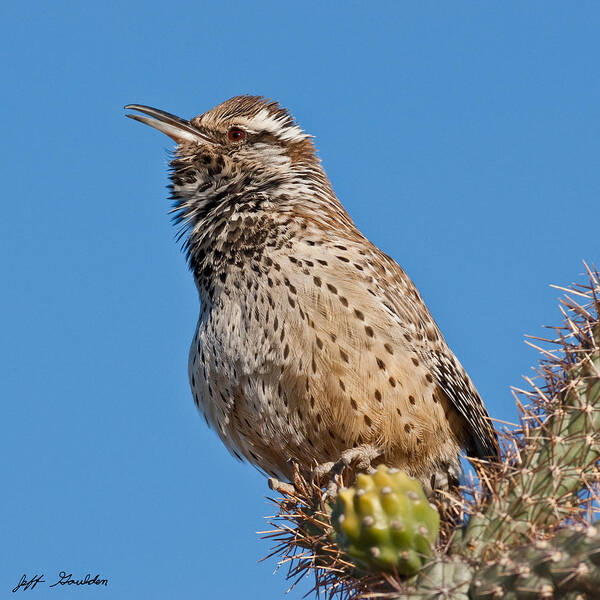 Animal Poster featuring the photograph Cactus Wren Singing by Jeff Goulden