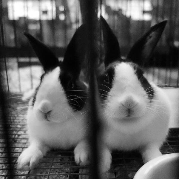 Statefair Poster featuring the photograph Cages Side-By-Side Made A Mirror by Hermes Fine Art