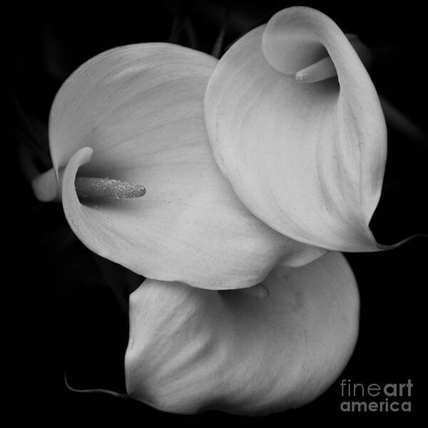 Calla Lily Poster featuring the photograph Calla Lily by Carrie Cranwill