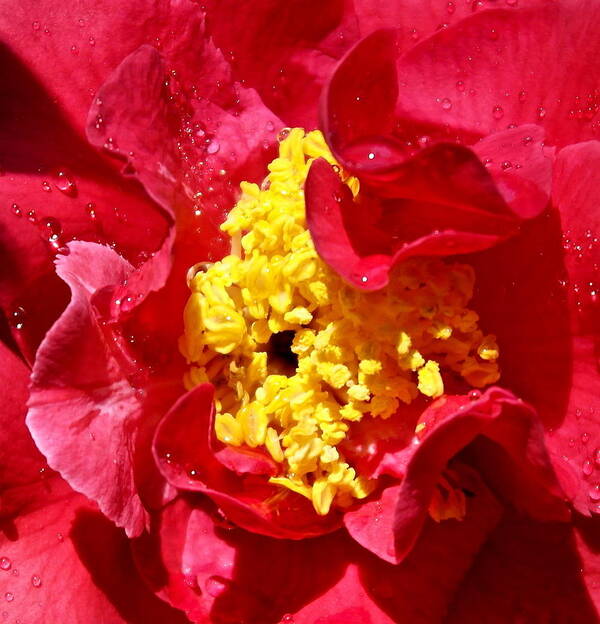 Camellia Poster featuring the photograph Camellia World by Michele Myers
