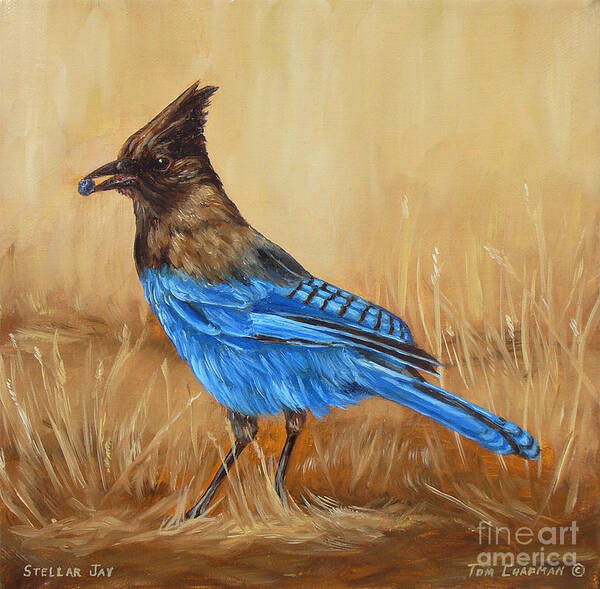 Steller's Jay Poster featuring the painting Camp Robber Stellers Jay by Tom Chapman