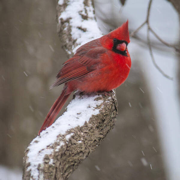 Cardinal Poster featuring the photograph Cardinal In The Snow by Cathy Kovarik