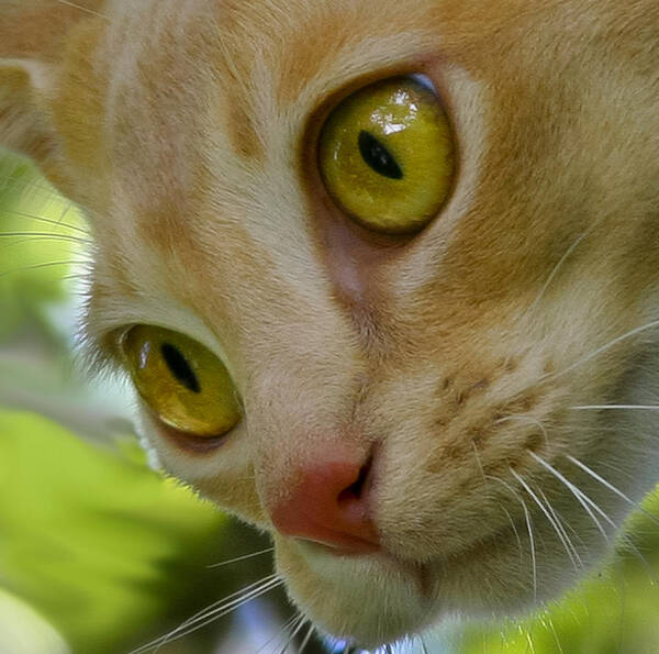 Cat Poster featuring the photograph Cats eyes by Jenny Setchell