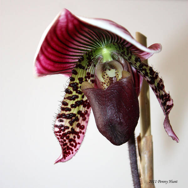 Orchid Poster featuring the photograph Cherry Black Lady Slipper by Penny Hunt