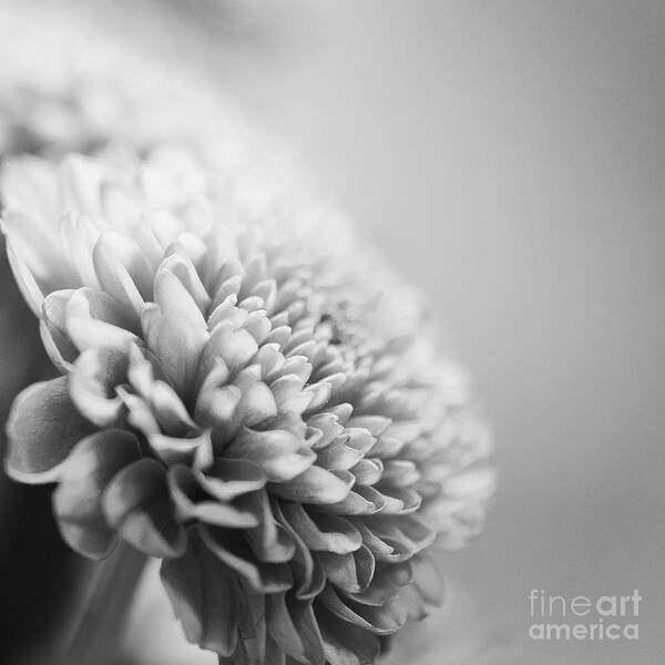 Photograph Poster featuring the photograph Chrysanthemum in Black and white by Ivy Ho