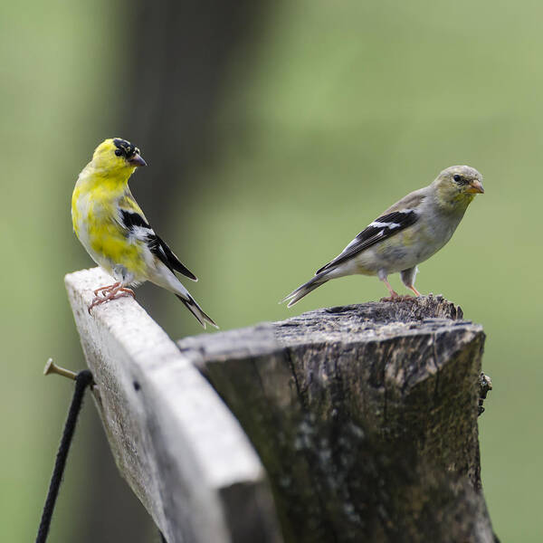 Gold Finches Poster featuring the photograph Come Here Often by Heather Applegate
