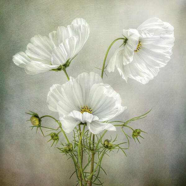Cosmos Poster featuring the photograph Cosmos Charm by Mandy Disher