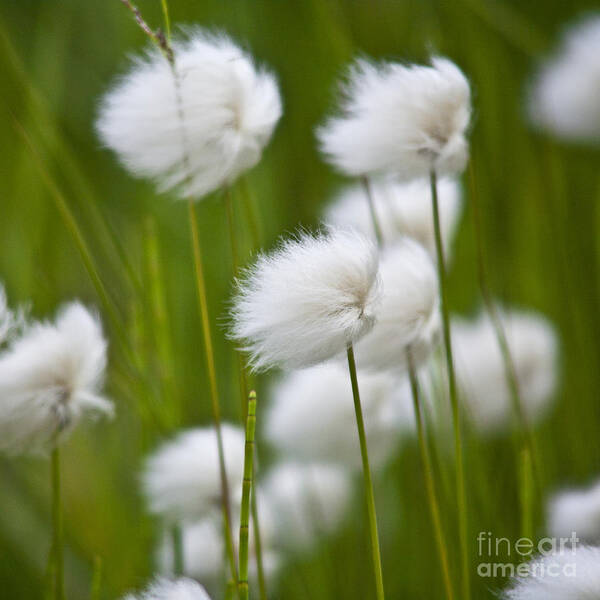 Heiko Poster featuring the photograph Cottonsedge by Heiko Koehrer-Wagner