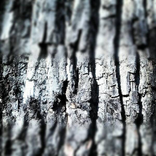 Photooftheday Poster featuring the photograph Cottonwood Tree Bark by Genevieve Esson