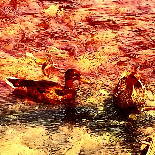 #animals #animal #tagsforlikes #photooftheday #cute #instagood #animales #cute #love #nature #animallovers #ducks #duckcouple #duck_couple #androidography #galaxys4 #urban #urbanart #streetphotography #street_photography #street #streetart #street_art #urban_art #urban_photography #urbanphotography #not4ordinary Poster featuring the photograph Couple of Ducks by Jason Roust