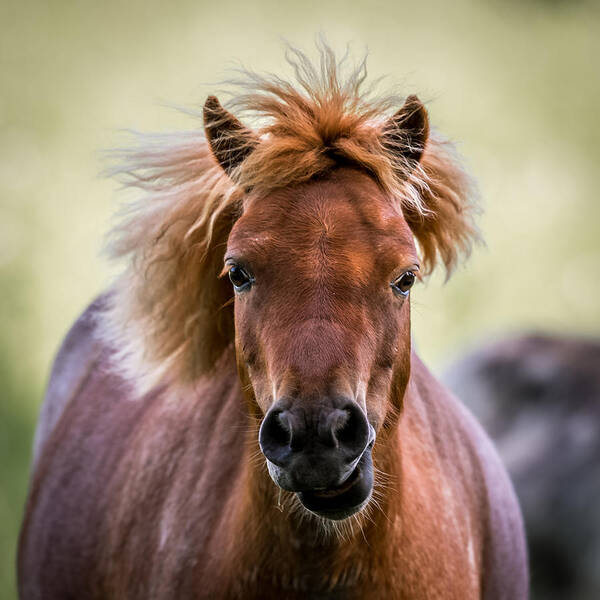 Horse Poster featuring the digital art Crazy Mane by Paul Freidlund