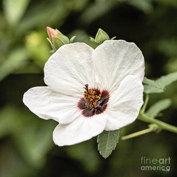 Flower Poster featuring the photograph Crimson-eyed Mallow by Scott Pellegrin