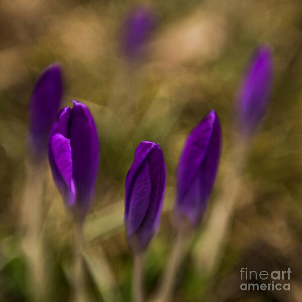 1x1 Poster featuring the photograph crocus II - sun by Hannes Cmarits
