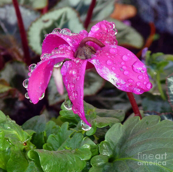 Raindrops Poster featuring the photograph Cyclamen after the Rain by Lynn Bolt