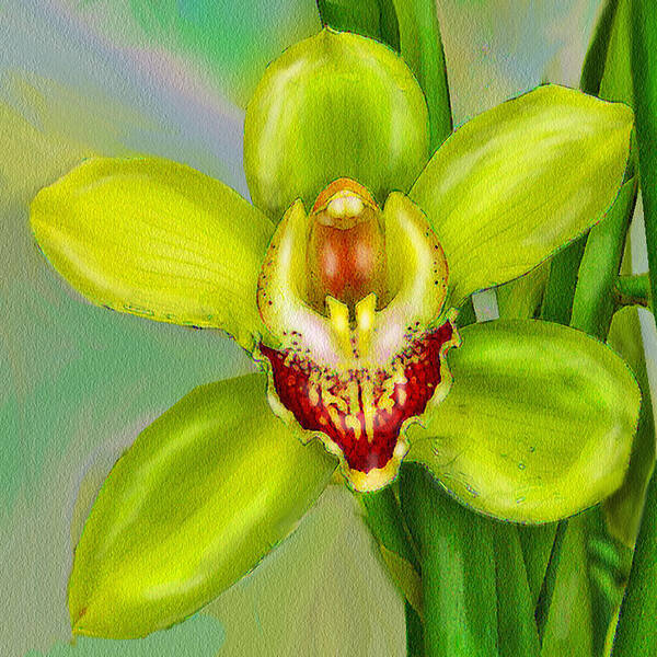 Jane Schnetlage Poster featuring the digital art Cymbidium Orchid 2 by Jane Schnetlage