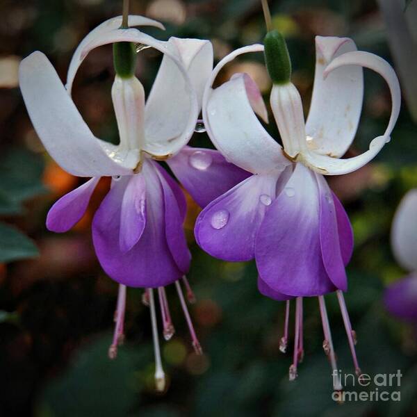 Fuschia Poster featuring the photograph Dancing Fuschias by Patricia Strand