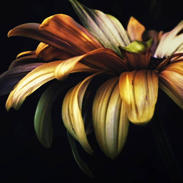 Floral Poster featuring the photograph Dancing in the Dark by Darlene Kwiatkowski
