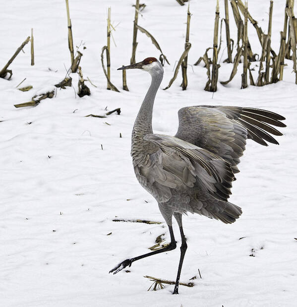 Sandhill Crane Poster featuring the photograph Dancing Sandhill Crane by Thomas Young