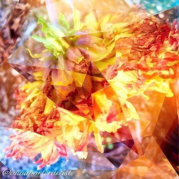 Mybest_edit Poster featuring the photograph Death Of A Dahlia Abstracted, A by Anna Porter