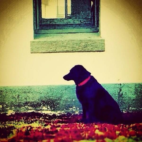 Petstagram Poster featuring the photograph #dog #dogs #labrador #love #family by Colleen Paige