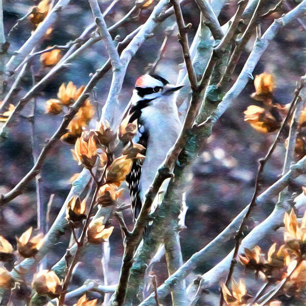Birds Poster featuring the photograph Downy Woodpecker by John Freidenberg