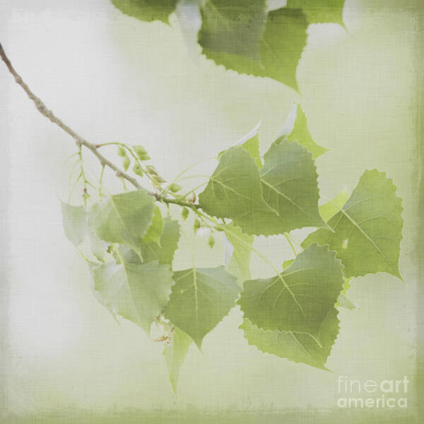 Dreamy Tree Branch Print Poster featuring the photograph Dreamy Tree Branch by Lucid Mood