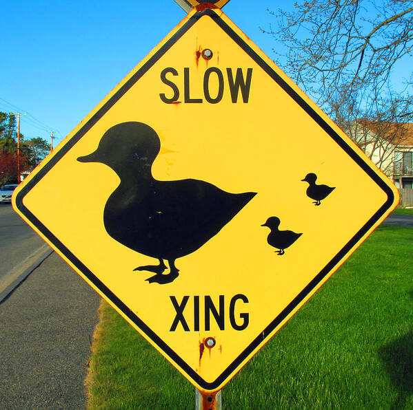 Sign Poster featuring the photograph Duck Crossing Sign by Barbara McDevitt