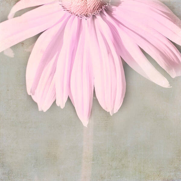 Nature Photography Poster featuring the photograph Dusky Pink Coneflower by Bonnie Bruno