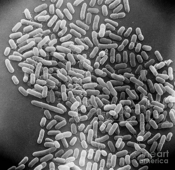 Escherichia Coli Poster featuring the photograph E. Coli Bacteria Sem X12,000 by David M. Phillips