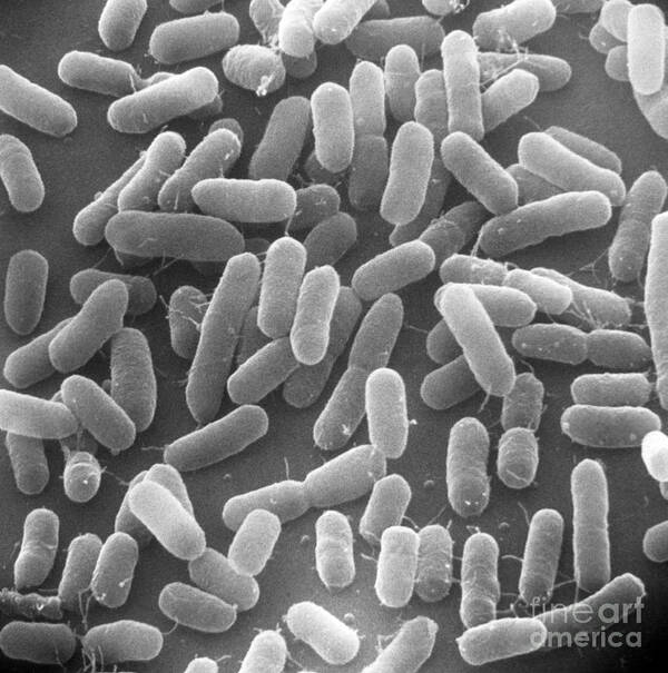 Escherichia Coli Poster featuring the photograph E. Coli Bacteria Sem X25,000 by David M. Phillips