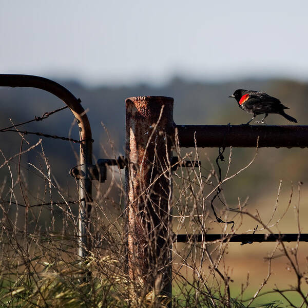 Red-winged Blackbird Poster featuring the photograph Eary Morning Blackbird by Art Block Collections