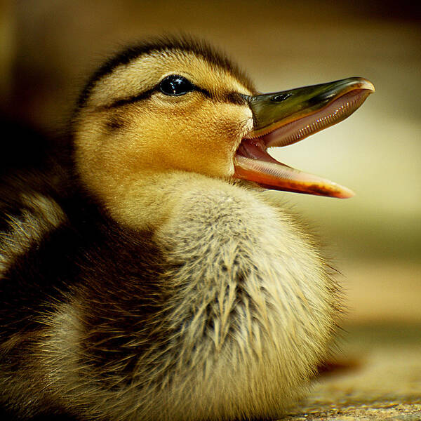 Ducks Poster featuring the photograph Eat more chicknz by Stuart Harrison