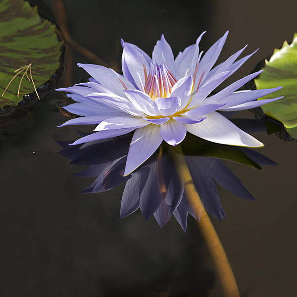 Pond Lilly Poster featuring the photograph Electric Blue Pond Lilly by Gordon Ripley