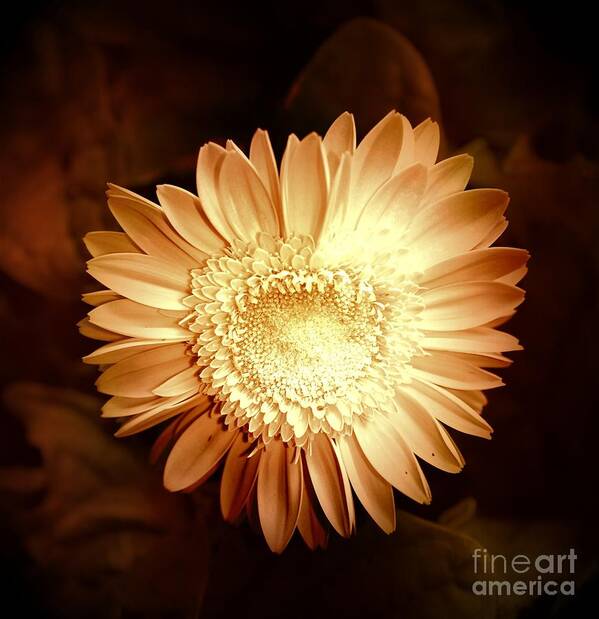 Elegant Poster featuring the photograph Elegant Flower by Denise Tomasura