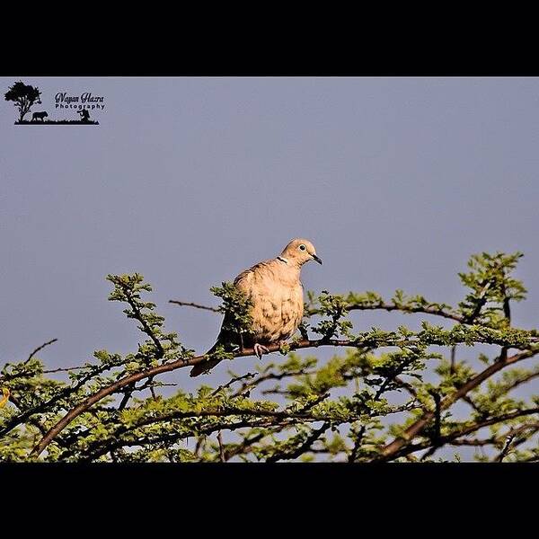 Collared Poster featuring the photograph Eurasian Collared Dove (streptopelia by Nayan Hazra