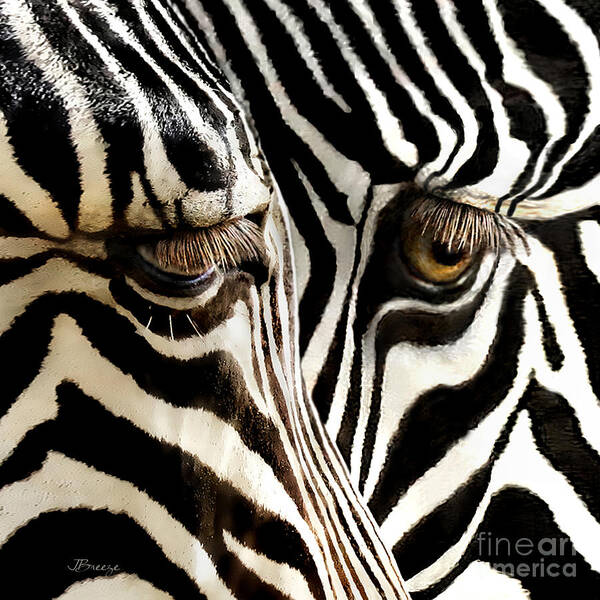 Zebra Poster featuring the photograph Eyes And Stripes Squared by Jennie Breeze