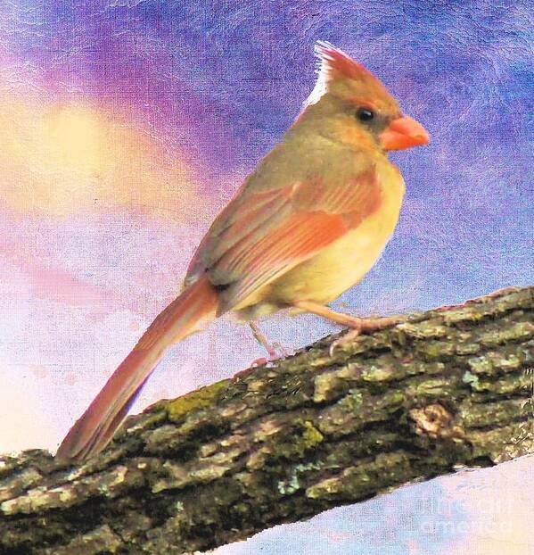 Bird Poster featuring the photograph Female Cardinal Away From Sun by Janette Boyd