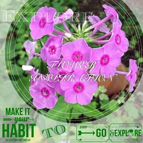 Flower Poster featuring the photograph Finally Got #flipagram To Work On Ig by Teresa Mucha