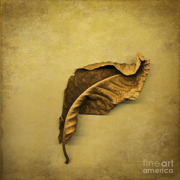 Leaf Poster featuring the digital art First to Fall by Jan Bickerton
