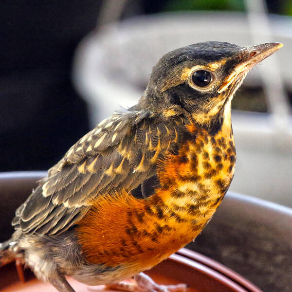 Baby Robin Poster featuring the photograph Fledgling by Mitch Cat