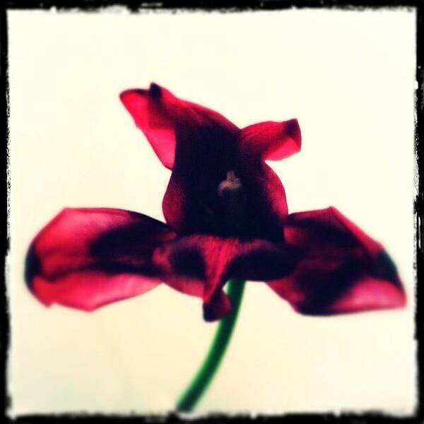 Pixlromatic Poster featuring the photograph #floral #flower #tulip #hipstamatic by Jan Pan