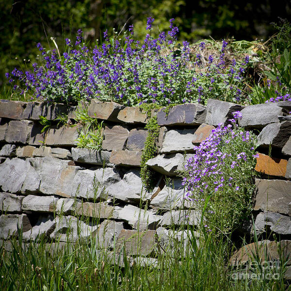 Rock Poster featuring the photograph Flowers on Rock Wall by Brad Marzolf Photography